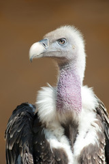 Avvoltoio