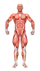 3D Rendering Male Anatomy Figure on White