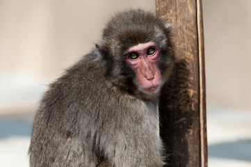 Naklejka premium Macaco