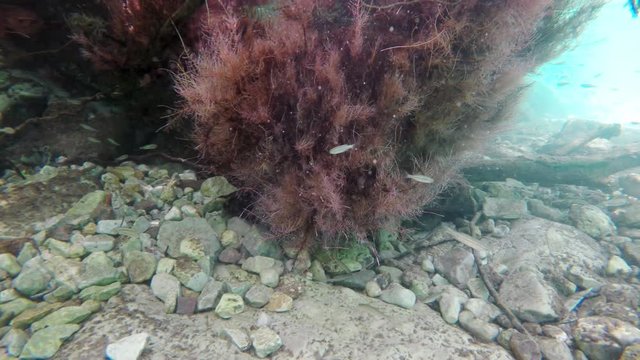 Ohrid lake under water flora and fauna including plants, fish and endemic water snake.