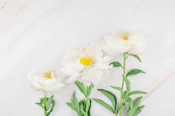 White peony flowers on marble background