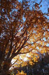 Fototapeta premium 紅葉 欅 黄色 快晴 青空 木々