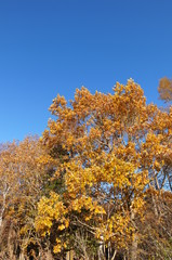 Fototapeta premium 紅葉 欅 黄色 快晴 青空 木々