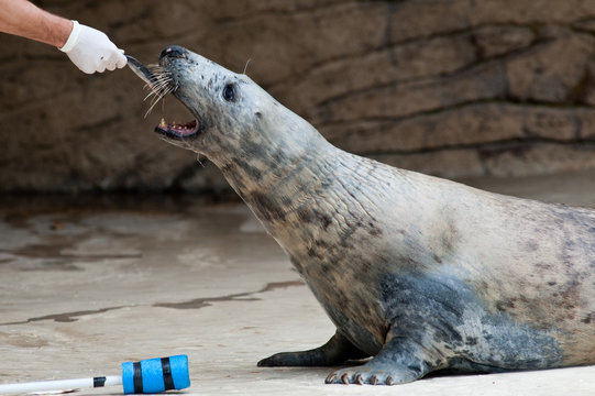 Foca
