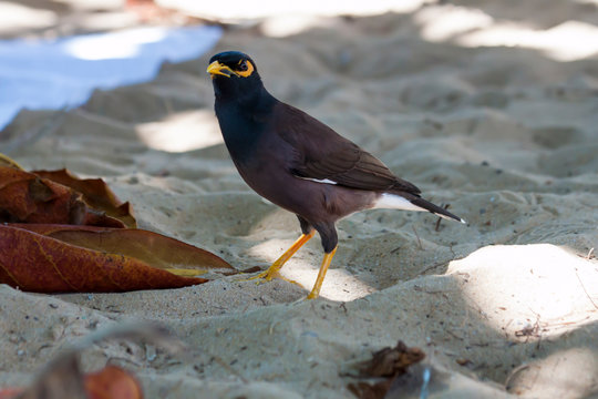 Maina (Afghan starling). Birds of Thailand.