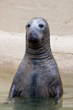 Foca