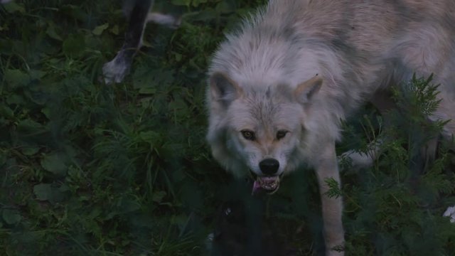 A protective mother grey wolf snarls and looks fearsome as she guards her pups.  A black pup licks her chin.  Shot in slow motion