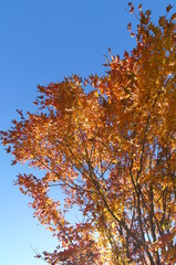 紅葉 欅 黄色 快晴 青空 木々