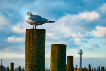 Obraz premium Seagull in the harbor