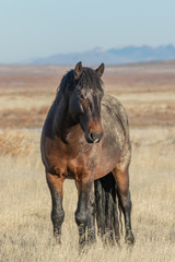 Obraz premium Majestic Wild Horse in Winter