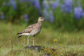 Whimbrel, Numenius phaeopus, standing on a rock with blurred with blurred violet flowers, Nootka lupine, in background. Icelandic bird close up horizontal picture. A bird species with long curled beak