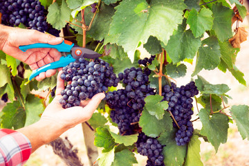 Winemaker Harvesting Grapes
