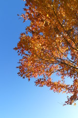 紅葉 欅 黄色 快晴 青空 木々