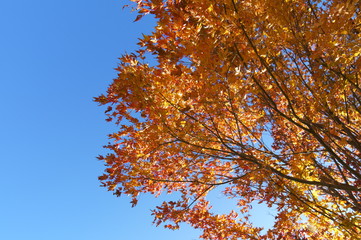 紅葉 欅 黄色 快晴 青空 木々