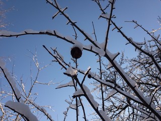 dry berry on a branch