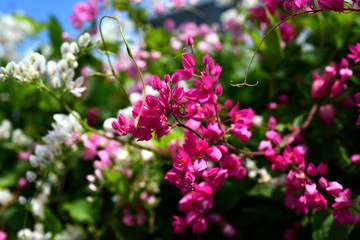 Colorful flowers.Pink Flower and Bee.