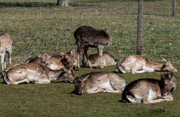 Wildpark Tiere