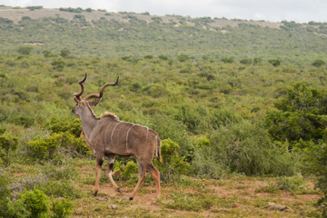 Obraz premium Kudu 