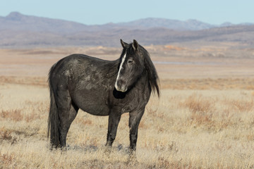 Obraz premium Majestic Wild Horse in Winter