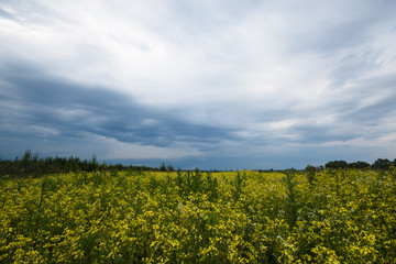 Overcast sky field wild. Dramatic nature background. Summer nature. Colorful spring landscape. Sky dark blue clouds background.