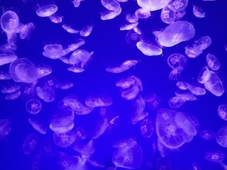 jellyfish 