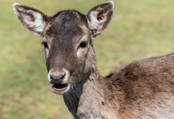 Wildpark Tiere