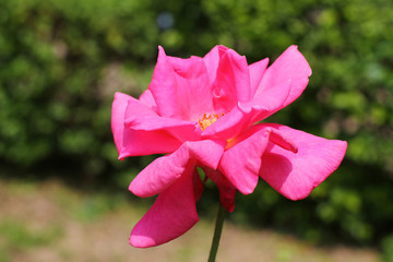 rose in the garden at kln park 2010