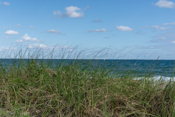 view of the blue ocean from behind a tuft of grass on the beach blowing in the wind on a sunny summer day