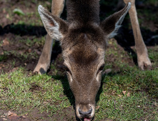 Wildpark Tiere