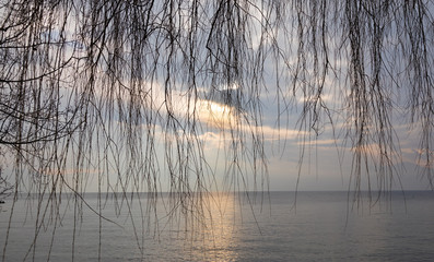 Morning. Through. Tree. Sunrise. Lake. Color. Sky