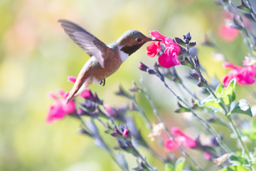 Close up photograph of a Allen's Hummingbird feeding from bright pink Hot Lips  Salvia blossoms
