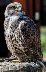Wildpark Tiere