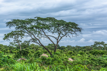 View with typical tropical landscape, trees and other types of vegetation