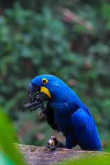 colorful macaw parrot