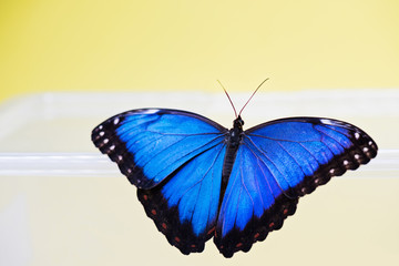 Macro shot of blue morpho butterfly