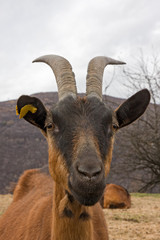 Close-up of a goat's head looking curious