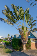 Baum der Reisenden