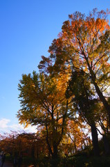 紅葉 青空 秋