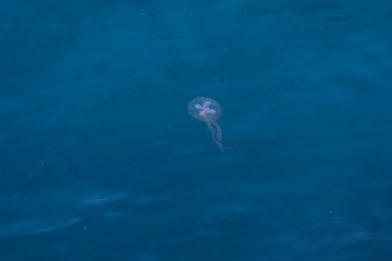 Meduza, jellyfish © Marcin