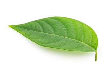 Fototapeta na wymiar Green fresh leaf isolated on white background