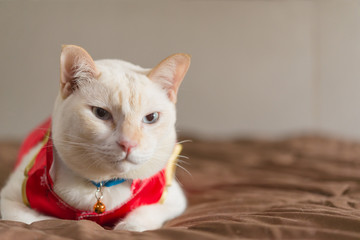 Cat dressing Chinese red suit,Cat wear qipao for chinese new year day.