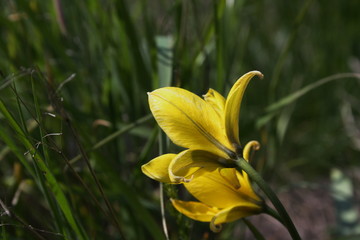 Yellow wild tulip (Bieberstein Tulip) in its natural habitat	