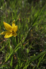 Yellow wild tulip (Bieberstein Tulip) in its natural habitat	