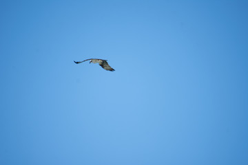 isolated hawk flying alone high against a blue sky