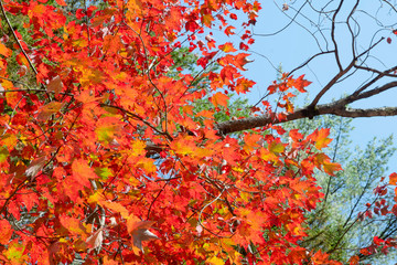 red Leaves 1