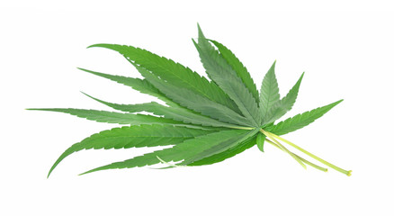 Cannabis leaf isolated on white background