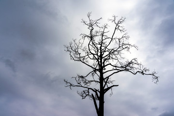 Silhouette of dead pine tree twigs
