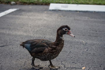 side profile view of an isolated brown white speckled duck in a parking lot