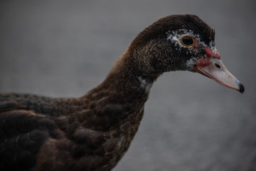 side profile view of an isolated brown white speckled duck in a parking lot