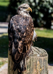 Wildpark Tiere
